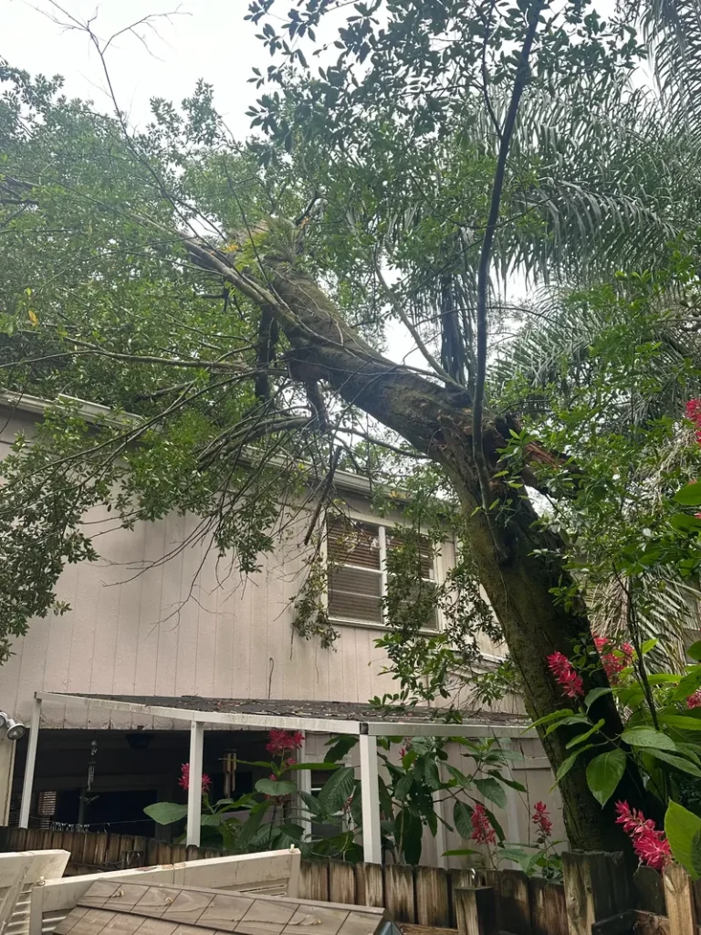 Tampa Emergency Tree Removal Services