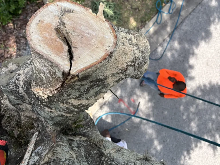Tree Pruning